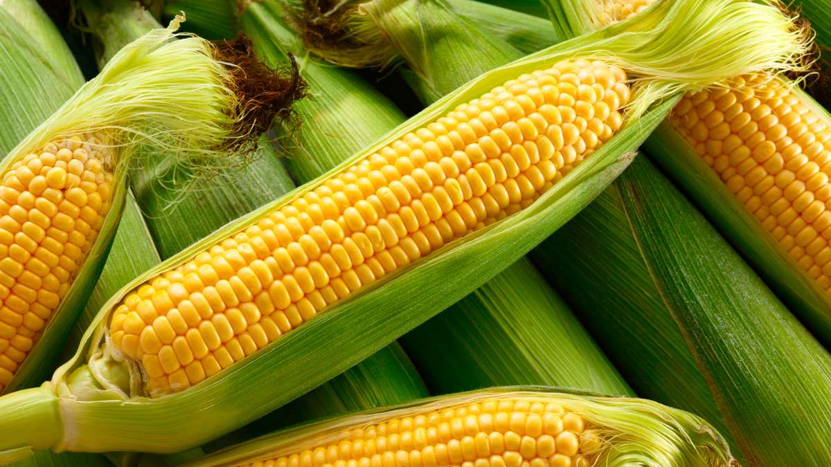 Benefits of Eating Corn: Nutrition, Health Benefits, and Why You Should Add It to Your Diet
