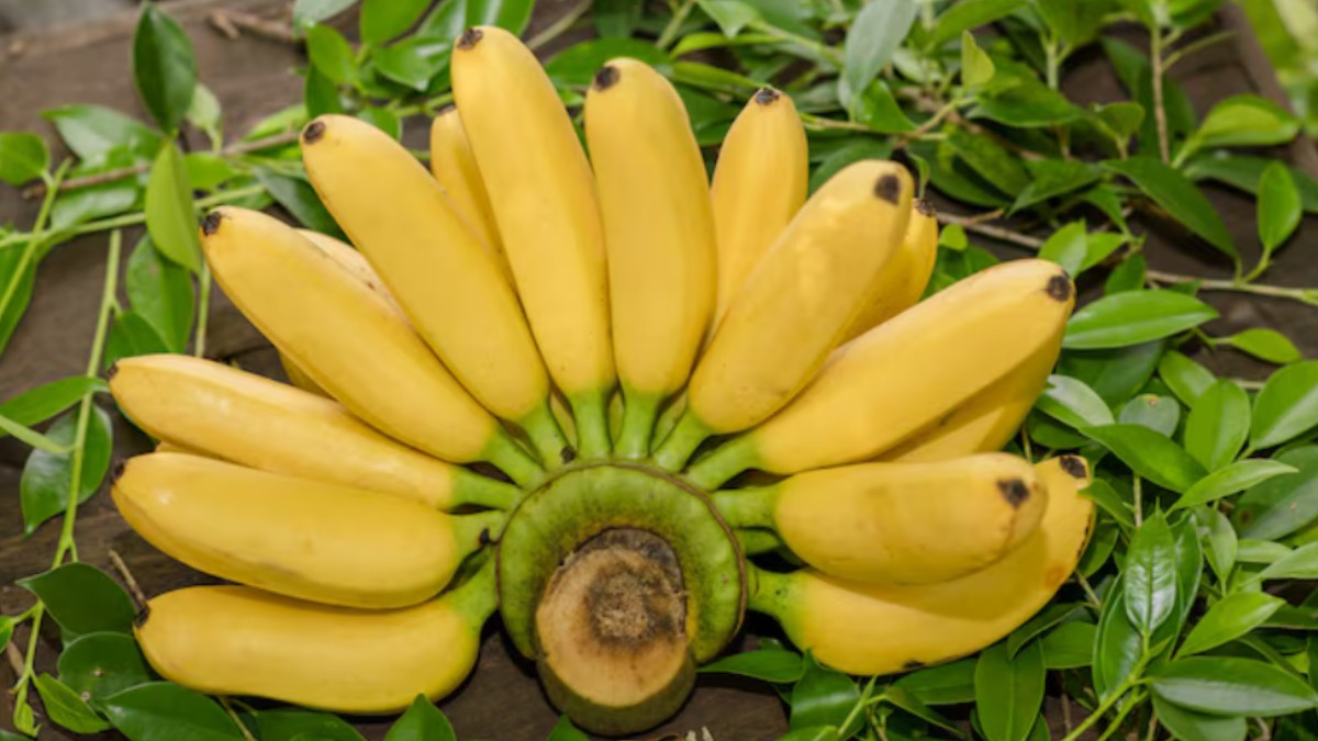 Artificial Colour on Bananas: How Dangerous Is It for Human Health? Food Experts Explain
