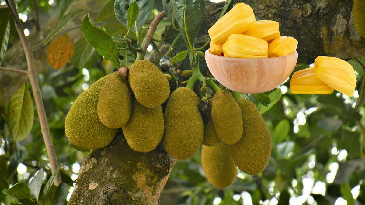 5 Amazing Health Benefits of Eating Jackfruit