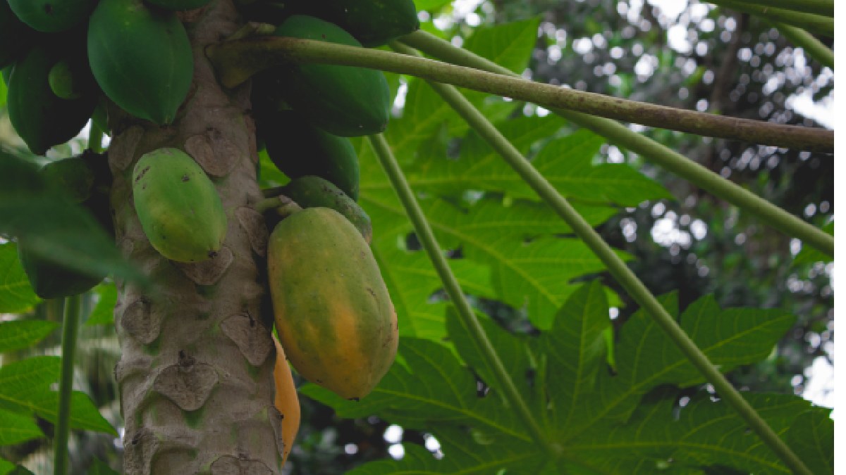 Papaya Leaves for Dengue: Can They Really Increase Platelet Count? What Experts and Research Reveal