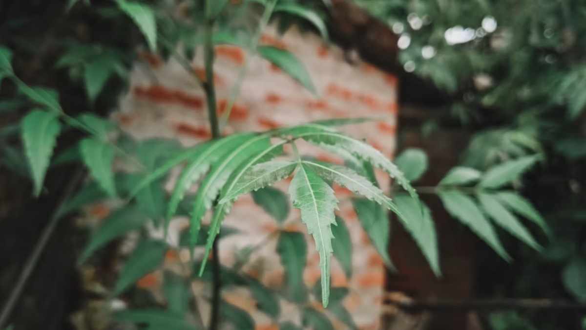 Neem Benefits: 8 Traditional Ways To Use Neem Leaves At Home