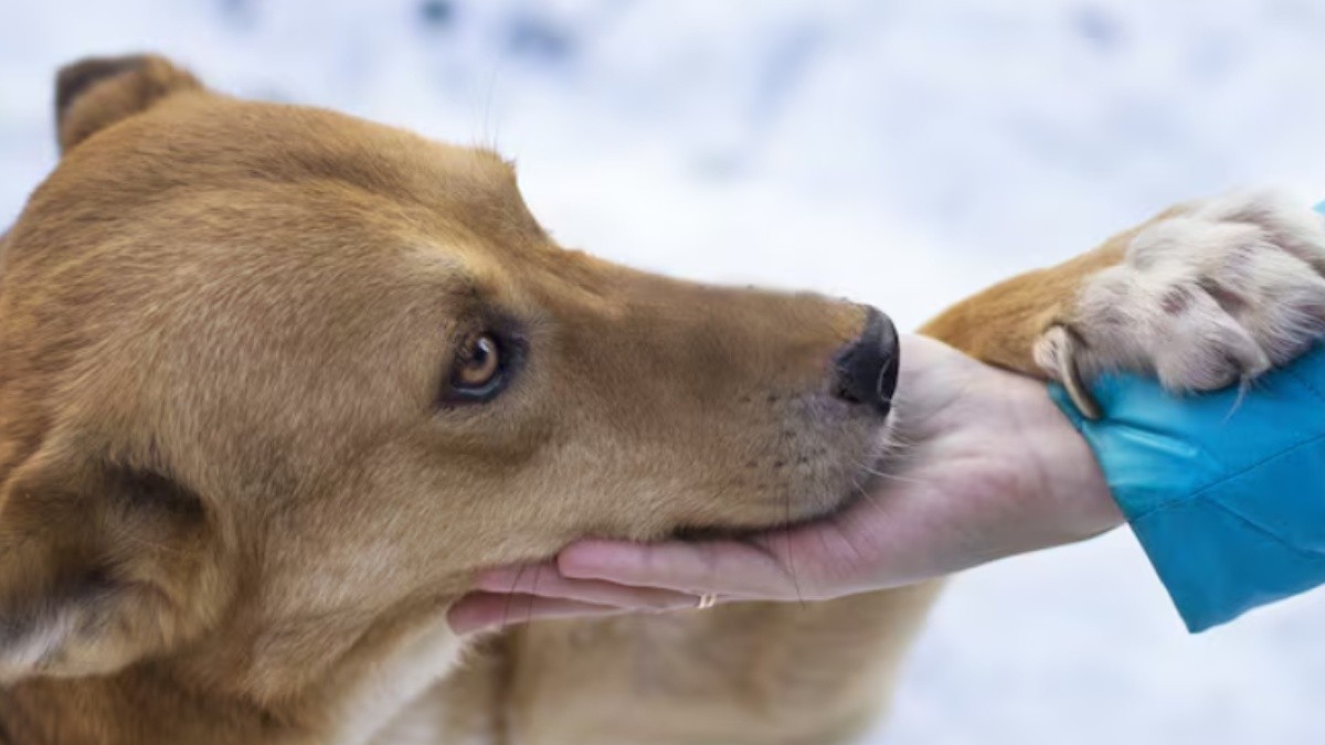 Can Vaccinating Stray Dogs Really Stop Rabies in India? Here’s What the Science Says