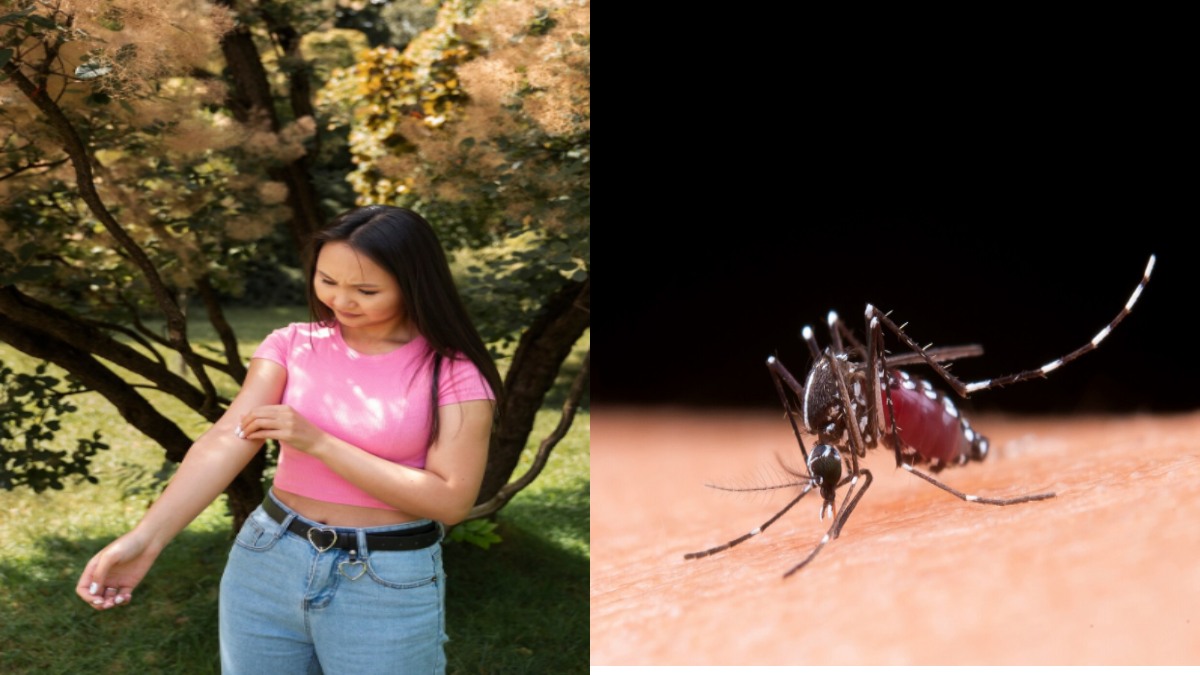Decoding Monsoon: Why Mosquitoes Explode After Every Rain Shower