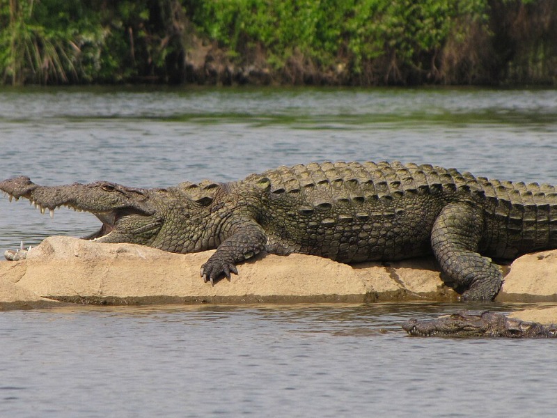 Afternoon Siesta