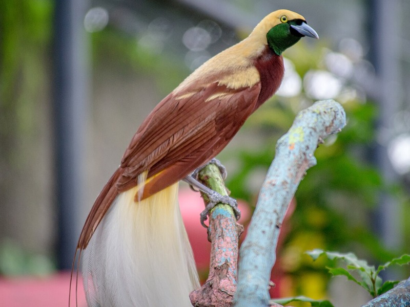 Bird of Paradise