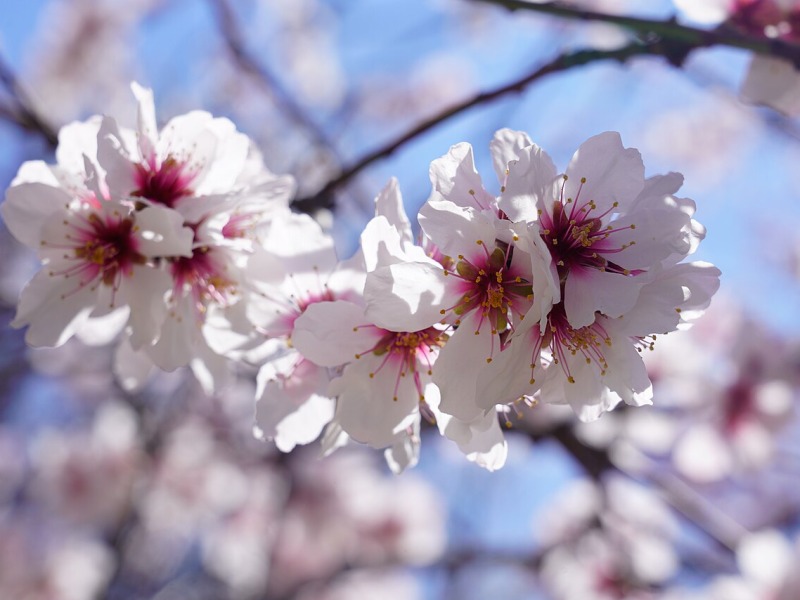 Cherry Blossom