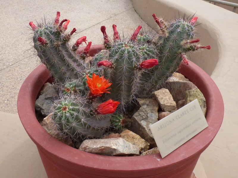 Claret Cup