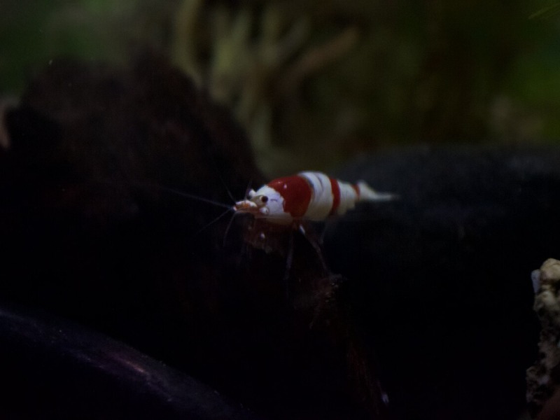 Crystal Shrimp