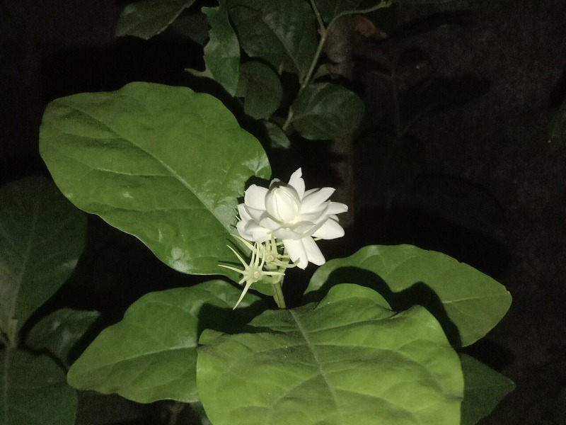 Night Flower