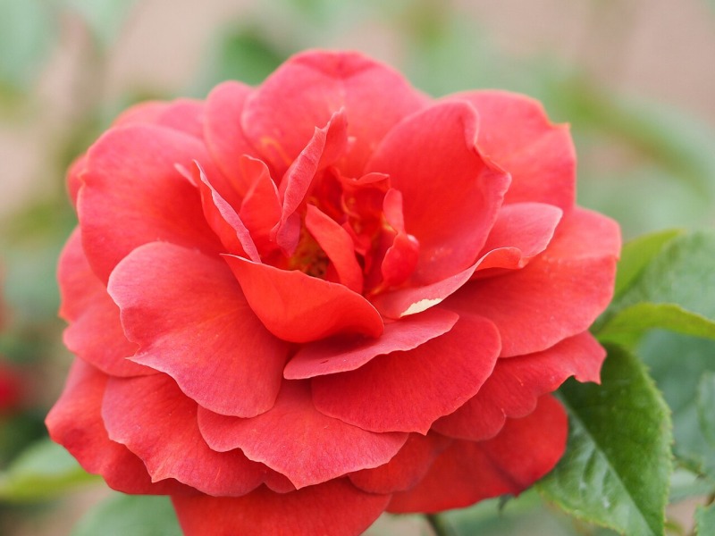 Rose Cocoa