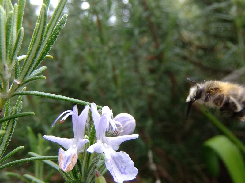 Rosemary Honey
