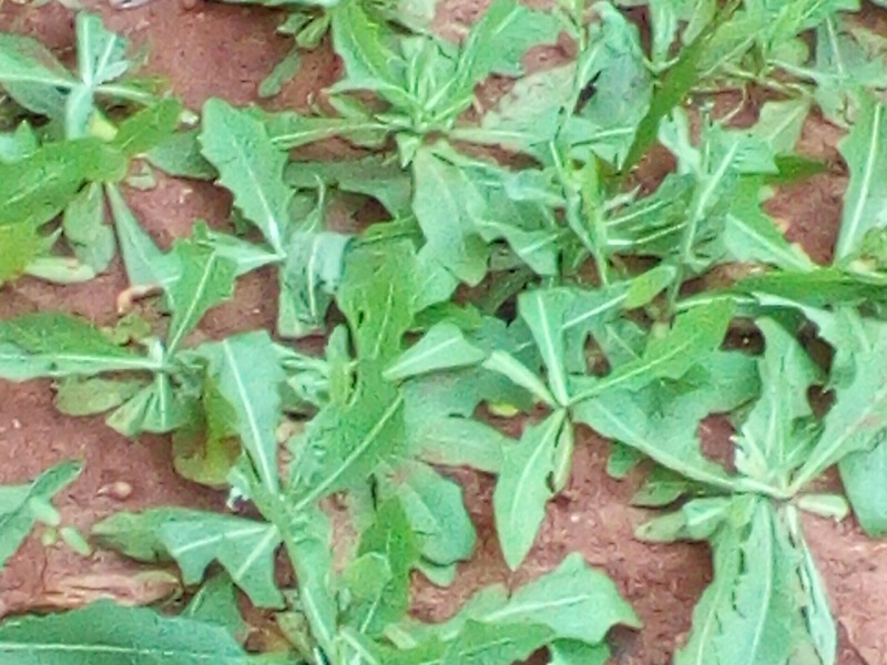 Sauteed Dandelion Greens