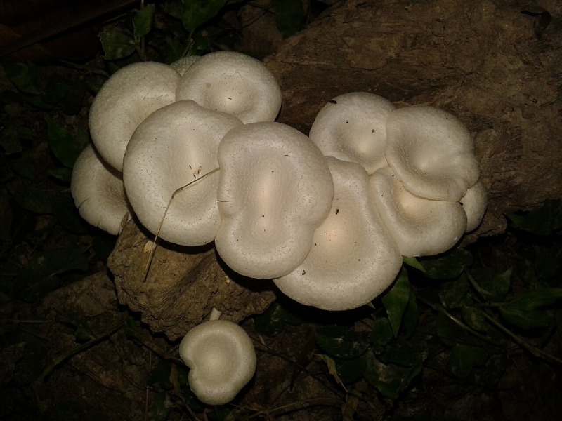 Sautéed Oyster Mushrooms