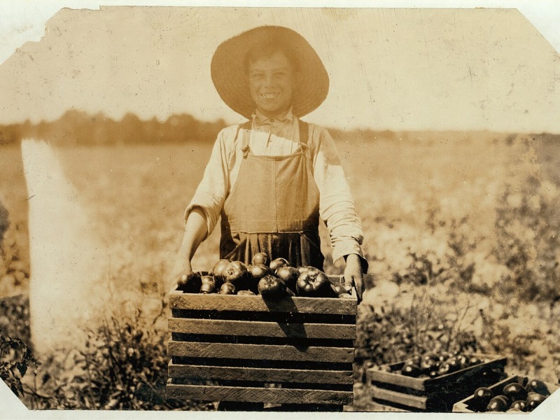 Summer Tomatoes