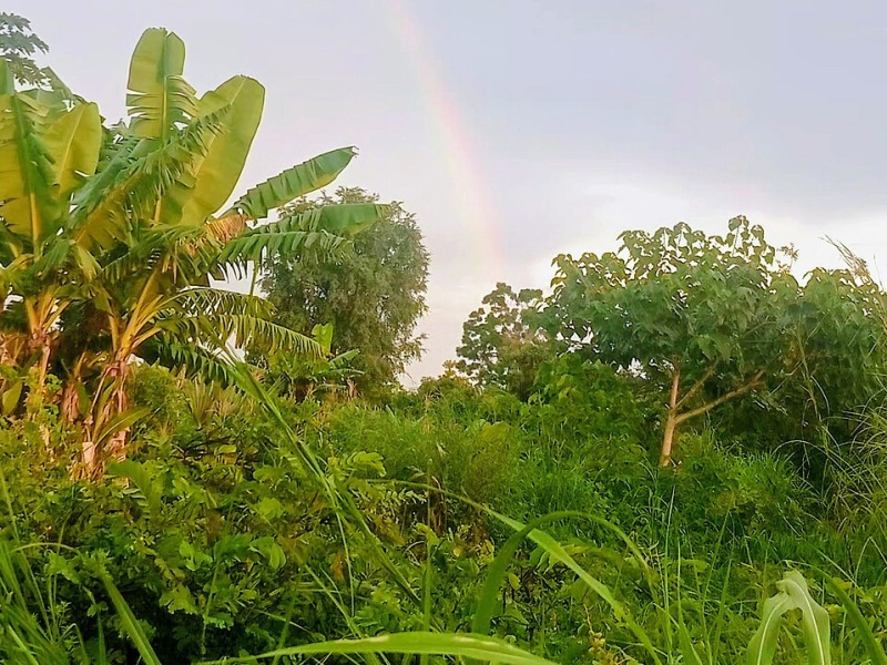 Tropical Rainbow