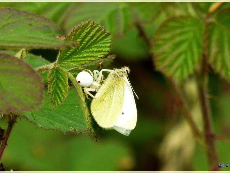 White Spider